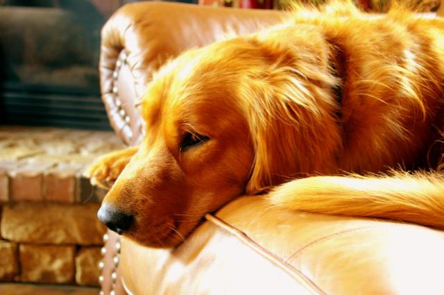 A dog lying on a sofa | Source: Pexels