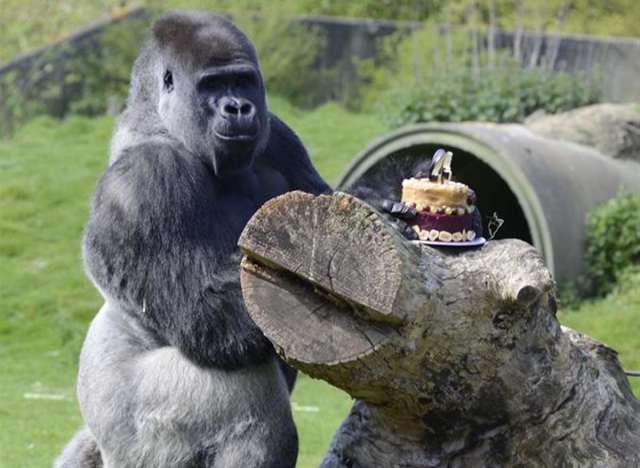 Port Lympne Animal Park western lowland gorilla Ambam from Hythe who became  famous for video of him walking like a man celebrates birthday