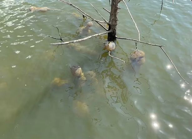 floating pod-like creatures below the surface of the water